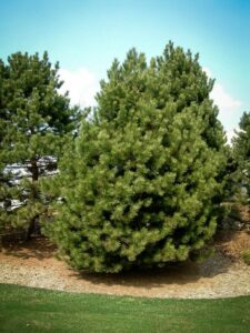 Сосна Чёрная (Pinus Nigra) купить по цене от 270.00р. в интернет-магазине «Посадика» с доставкой почтой в в Челябинске и по всей России – [изображение №1].