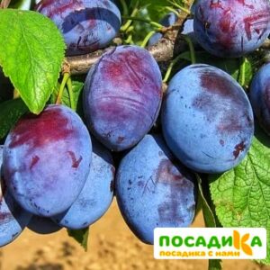 Слива Чачакская ранняя купить по цене от 229.00р. в интернет-магазине «Посадика» с доставкой почтой в в Челябинске и по всей России – [изображение №1].