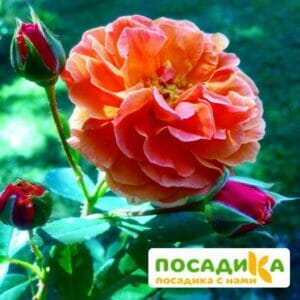 Роза Арабия купить по цене от 350.00р. в интернет-магазине «Посадика» с доставкой почтой в в Челябинске и по всей России – [изображение №1].