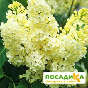 Сирень Примроуз (Primrose) купить по цене от 529.00р. в интернет-магазине «Посадика» с доставкой почтой в в Челябинске и по всей России – [изображение №1].