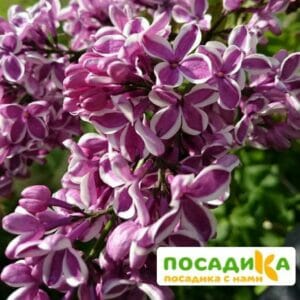 Сирень Сенсация купить по цене от 529.00р. в интернет-магазине «Посадика» с доставкой почтой в в Челябинске и по всей России – [изображение №1].