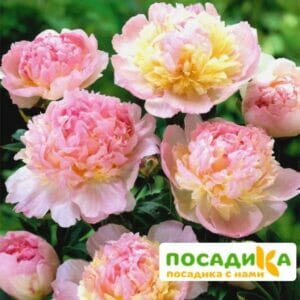 Пион Распберри Сандей (Paeonia Raspberry Sundae) купить по цене от 959р. в интернет-магазине «Посадика» с доставкой почтой в в Челябинске и по всей России – [изображение №1].