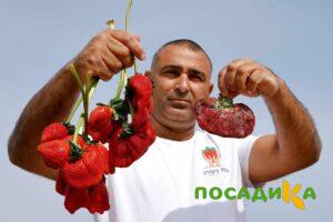 Клубника Гигант Джорнея купить по цене от 266р. в интернет-магазине «Посадика» с доставкой почтой в в Челябинске и по всей России – [изображение №1].