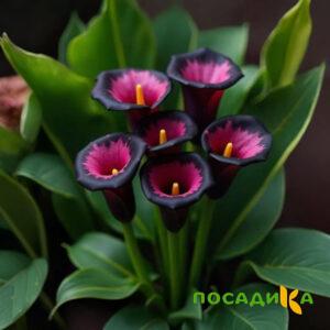 Калла Аура Лейс купить по цене от 400р. в интернет-магазине «Посадика» с доставкой почтой в в Челябинске и по всей России – [изображение №1].