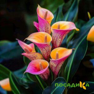 Калла Оникс купить по цене от 450р. в интернет-магазине «Посадика» с доставкой почтой в в Челябинске и по всей России – [изображение №1].