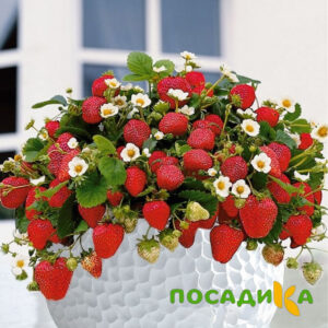 Клубника Рубиновый Шепот (горшечная) купить по цене от 240р. в интернет-магазине «Посадика» с доставкой почтой в в Челябинске и по всей России – [изображение №1].