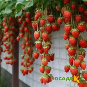 Клубника вьющаяся Комплимент купить по цене от 470р. в интернет-магазине «Посадика» с доставкой почтой в в Челябинске и по всей России – [изображение №1].