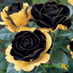 Роза Ханни Сикл купить по цене от 700р. в интернет-магазине «Посадика» с доставкой почтой в в Челябинске и по всей России – [изображение №1].