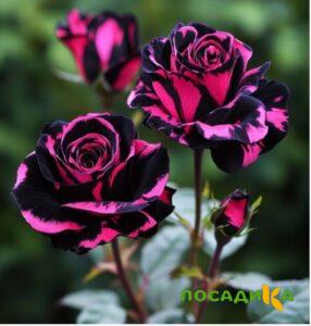 Роза Багровый Шепот купить по цене от 366р. в интернет-магазине «Посадика» с доставкой почтой в в Челябинске и по всей России – [изображение №1].