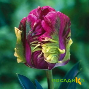 Тюльпан Экзотик Хэвен купить по цене от 186р. в интернет-магазине «Посадика» с доставкой почтой в в Челябинске и по всей России – [изображение №1].