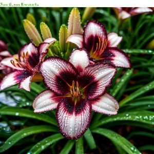 Лилейник Крим Сикл купить по цене от 799р. в интернет-магазине «Посадика» с доставкой почтой в в Челябинске и по всей России – [изображение №1].