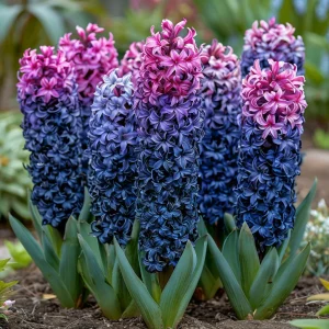 Гиацинт Блю Спринг купить по цене от 2099р. в интернет-магазине «Посадика» с доставкой почтой в в Челябинске и по всей России – [изображение №1].