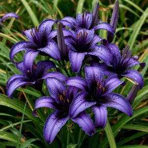 Лилейник Блю Айрис купить по цене от 324р. в интернет-магазине «Посадика» с доставкой почтой в в Челябинске и по всей России – [изображение №1].