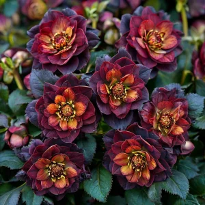 Морозник Сноу Дроп купить по цене от 348р. в интернет-магазине «Посадика» с доставкой почтой в в Челябинске и по всей России – [изображение №1].