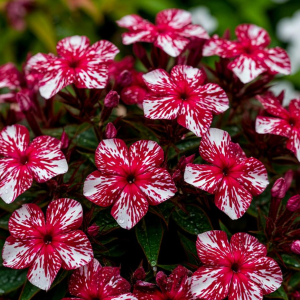 Флокс Ливер Гриммер купить по цене от 590р. в интернет-магазине «Посадика» с доставкой почтой в в Челябинске и по всей России – [изображение №1].